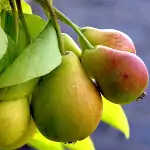 Крушка