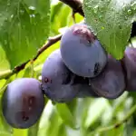 Шљива